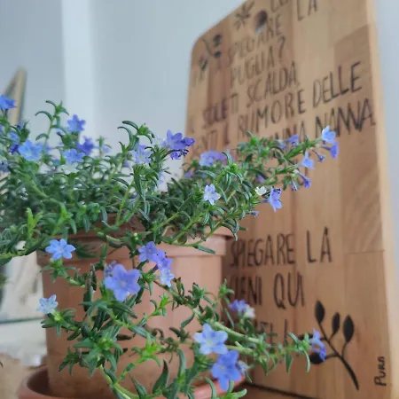 فندق مبيت وإفطار Pura نويكاتارو